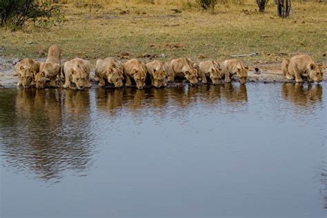 獅子喝水|【獅子喝水】30隻獅子聚集於河邊暢飲！究竟誰最猛？